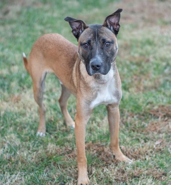 Enlarge JELLYBEAN, a Adoptable mixed breed in York, SC image 1/1