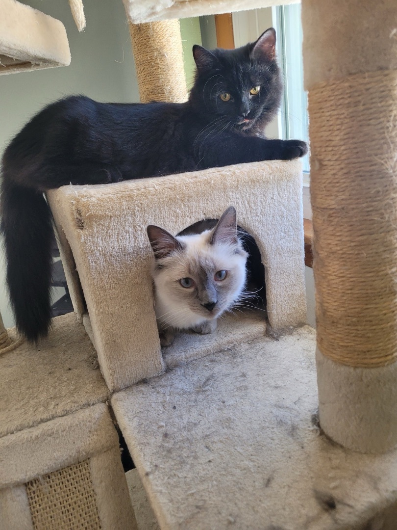 Demi and Choveti bonded pair