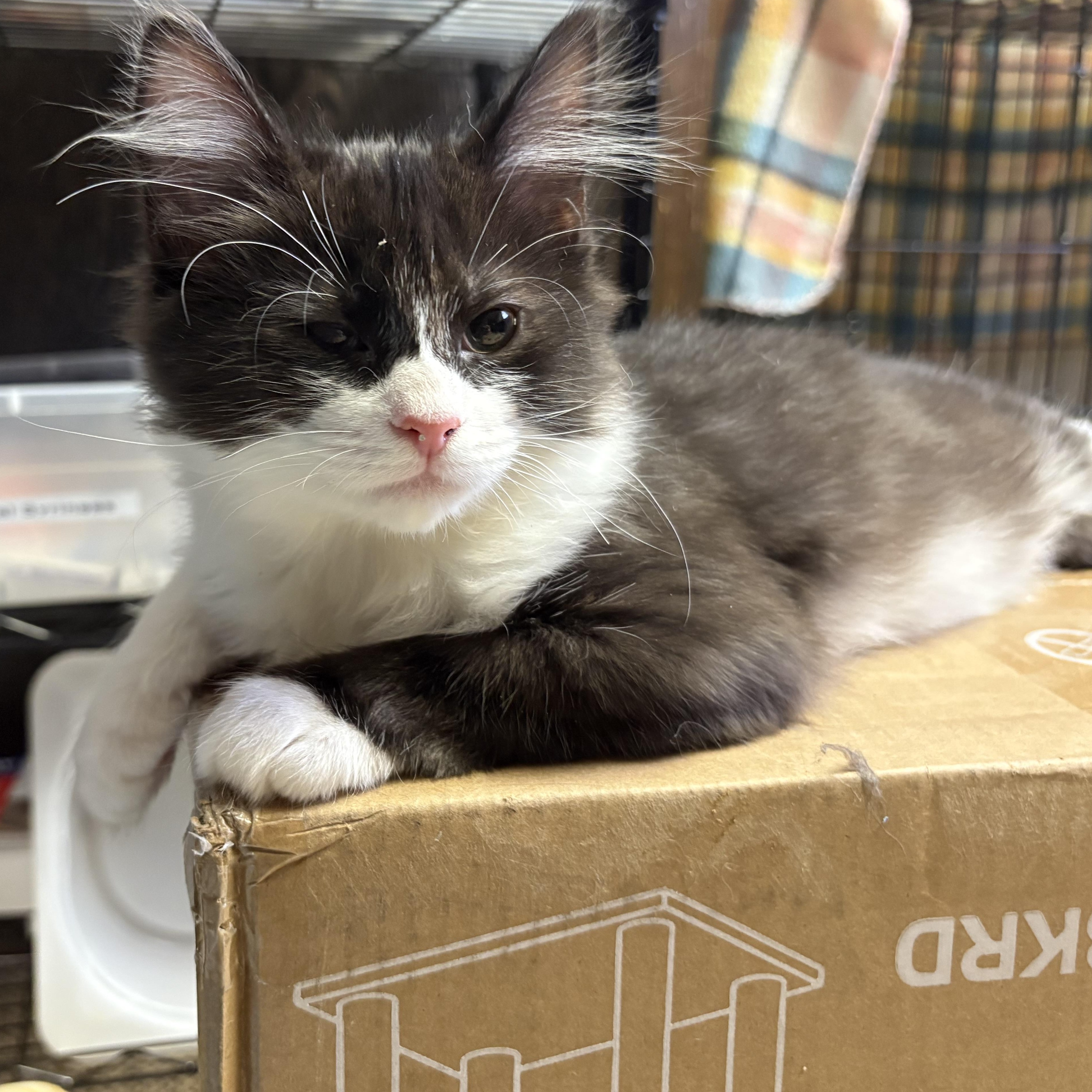 Whisper , a ADOPTABLE Domestic Medium Hair in Austintown, OH image 3/3