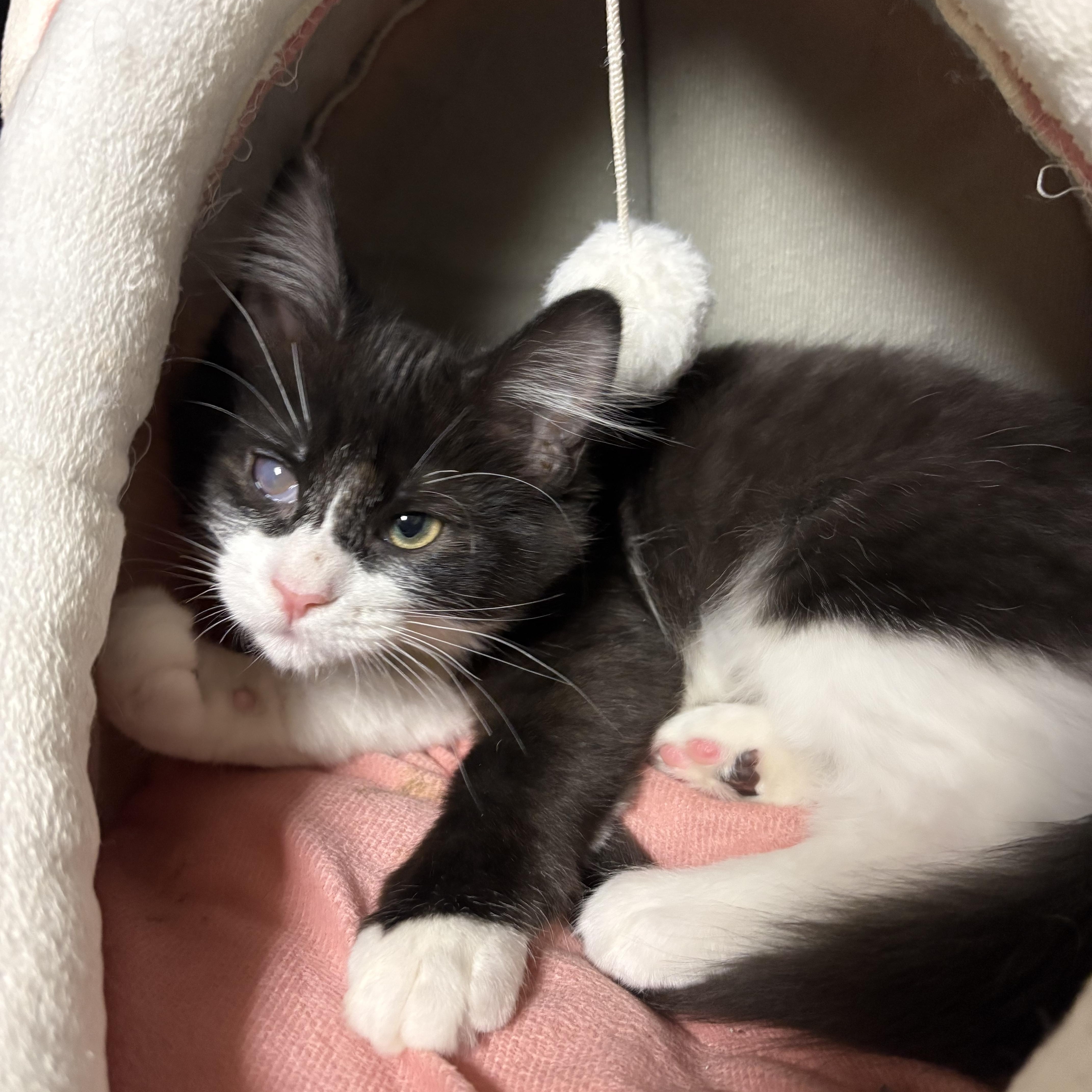 Whisper , a ADOPTABLE Domestic Medium Hair in Austintown, OH image 2/3