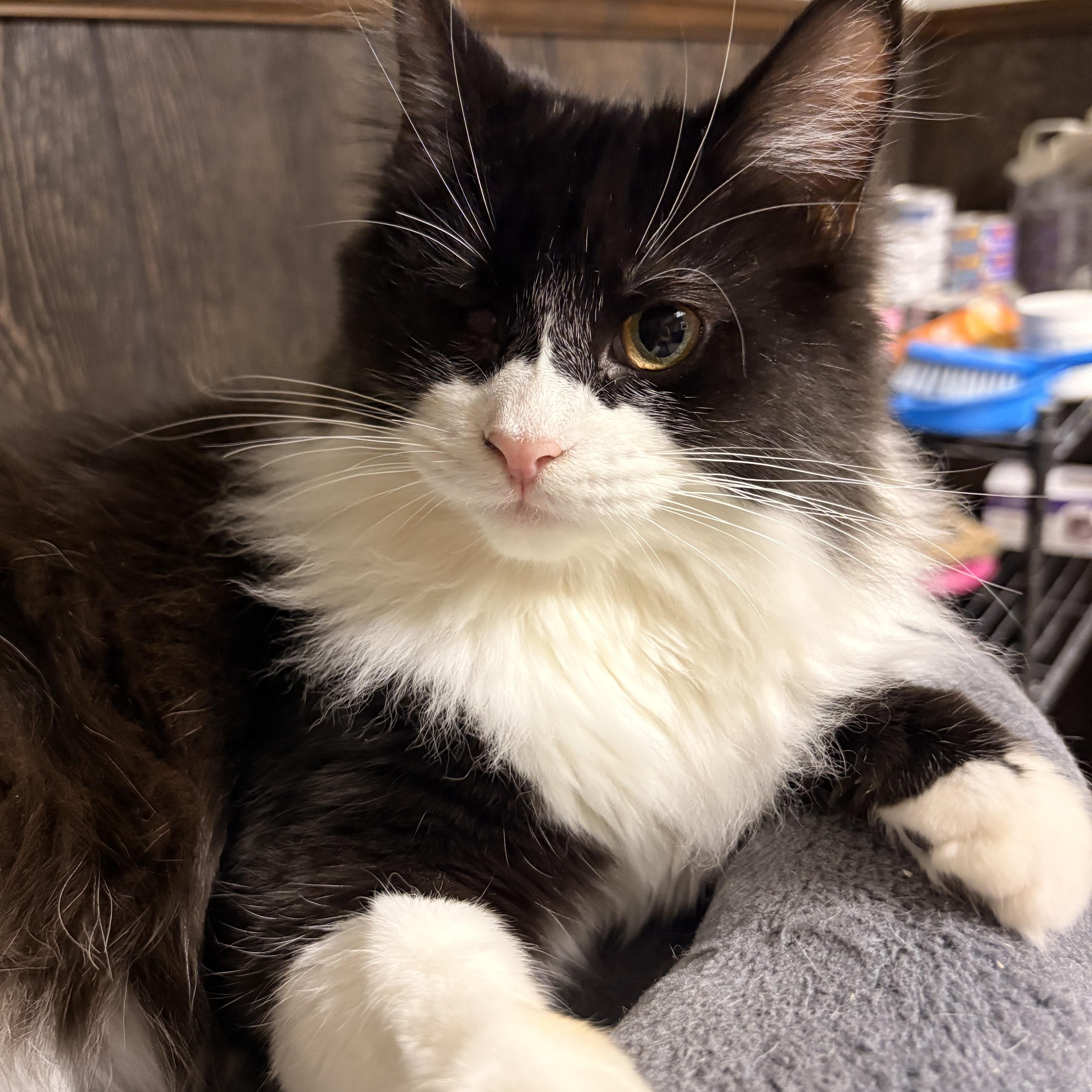 Whisper , ADOPTABLE, Young Female Domestic Medium Hair.