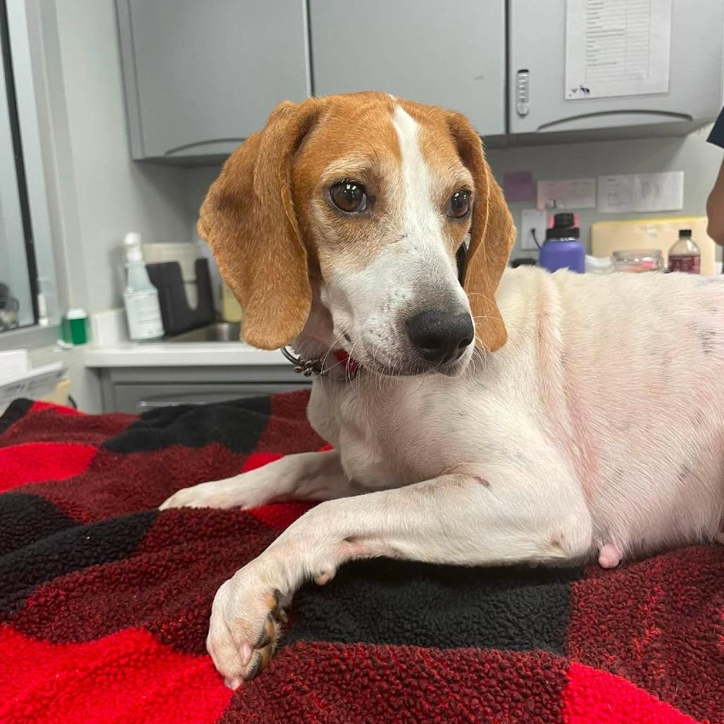 Honey, Adoptable, Adult Female Beagle & Mixed Breed.