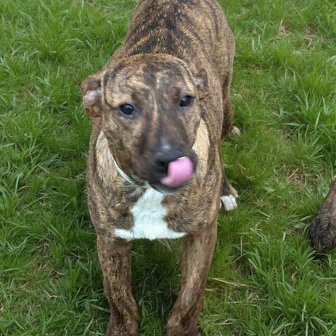 Candy, Adoptable, Young Female Mountain Cur & Mixed Breed.