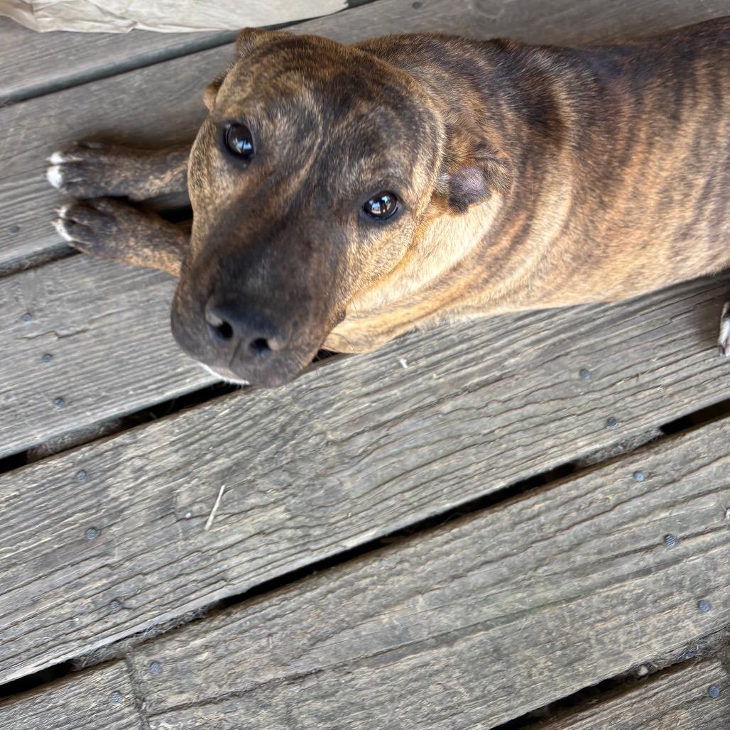 Enlarge Candy, a Adoptable mixed breed in Parrish, AL image 2/6