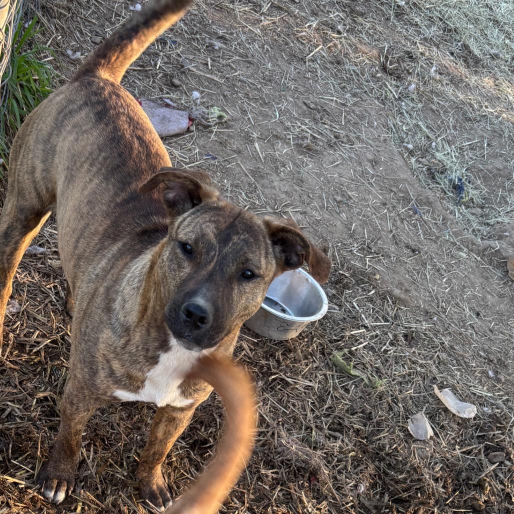Enlarge Candy, a Adoptable mixed breed in Parrish, AL image 3/6