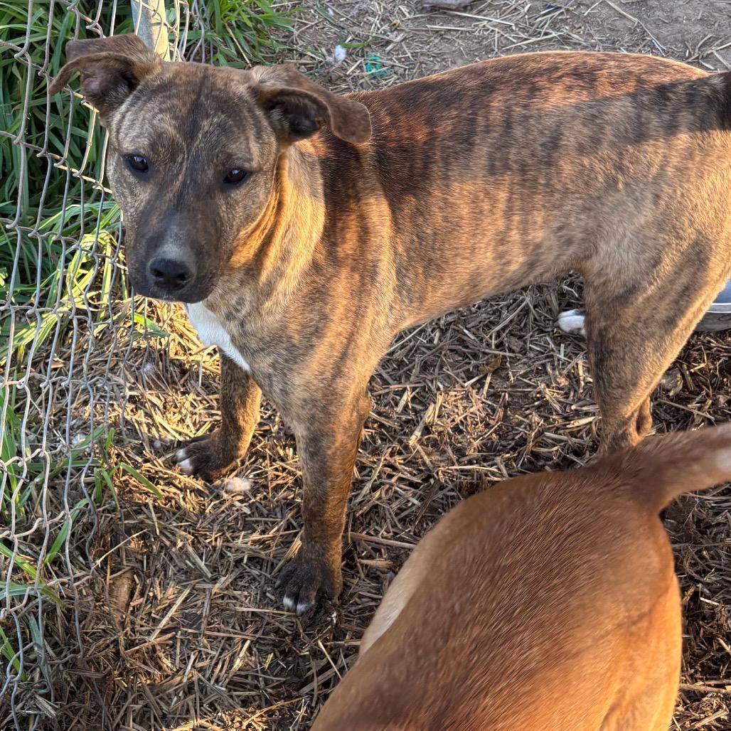 Enlarge Candy, a Adoptable mixed breed in Parrish, AL image 4/6