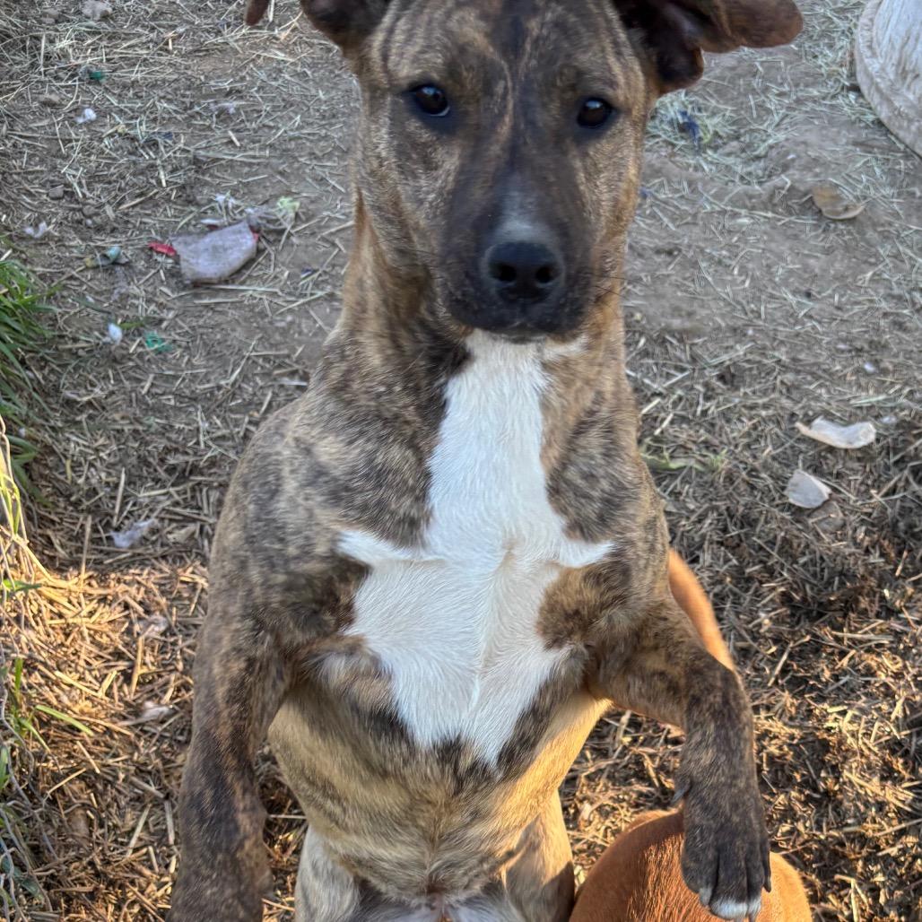 Enlarge Candy, a Adoptable mixed breed in Parrish, AL image 5/6