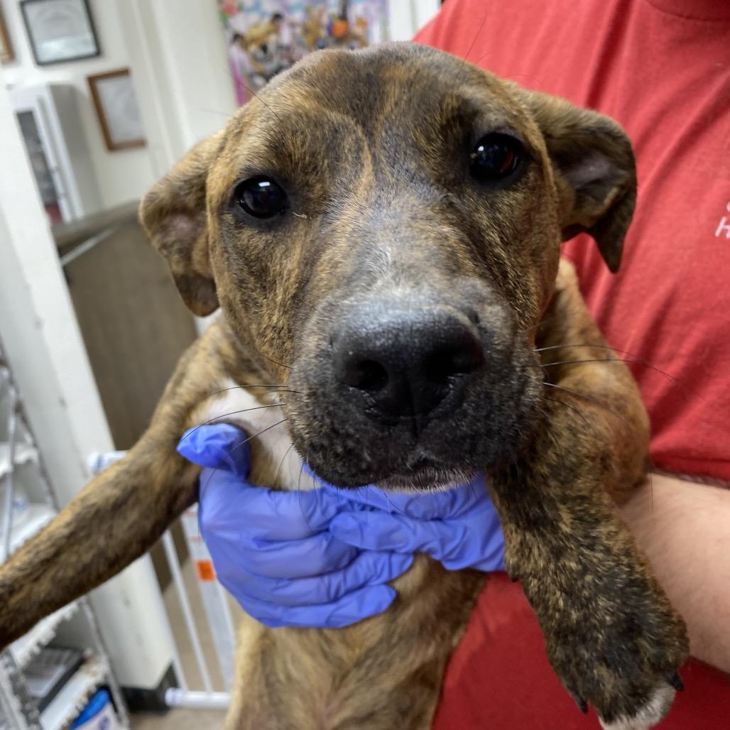 Enlarge Candy, a Adoptable mixed breed in Parrish, AL image 6/6