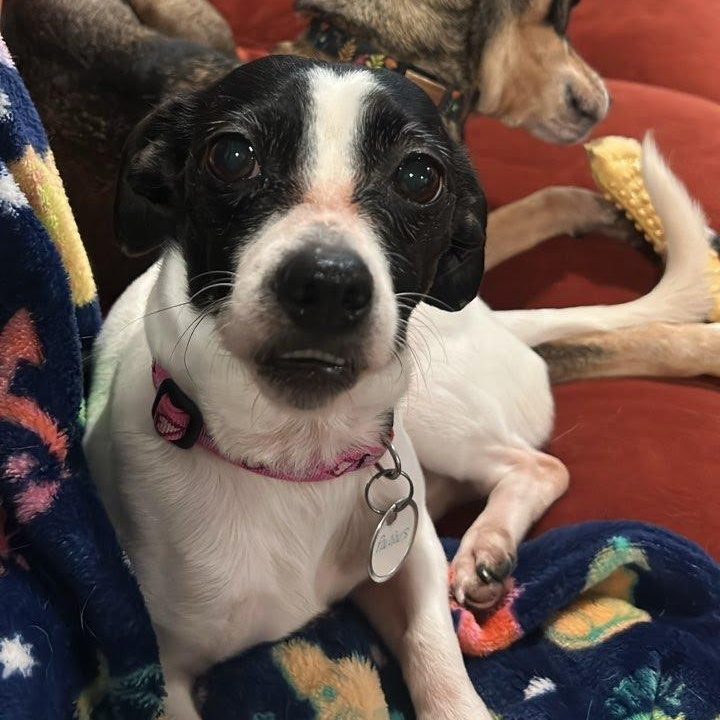 Precious, ADOPTABLE, Adult Female Chihuahua.