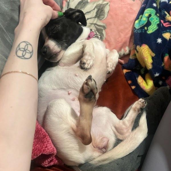 Enlarge Precious, a ADOPTABLE mixed breed in Columbia, MD image 4/6