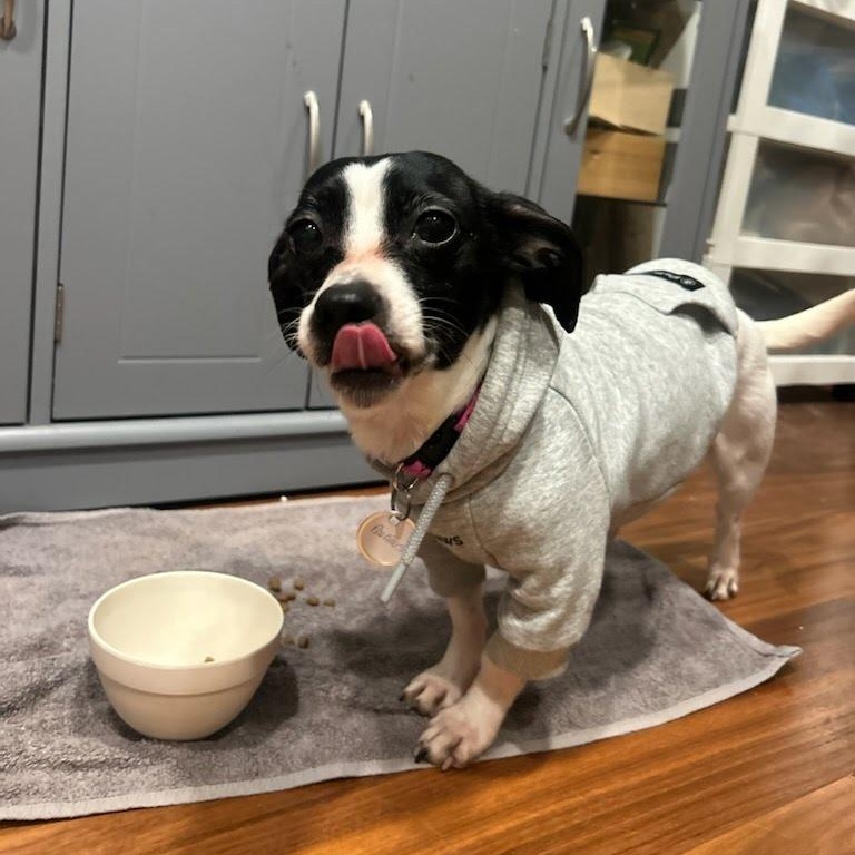 Enlarge Precious, a ADOPTABLE mixed breed in Columbia, MD image 3/6