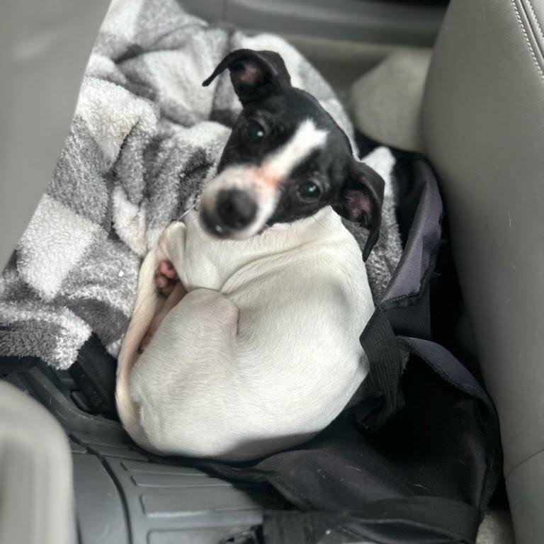 Enlarge Precious, a ADOPTABLE mixed breed in Columbia, MD image 2/6