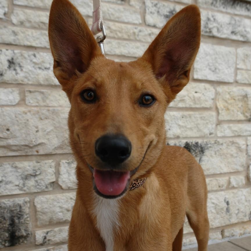 Enlarge June, an adoptable mixed breed in Bryan, TX image 1/6