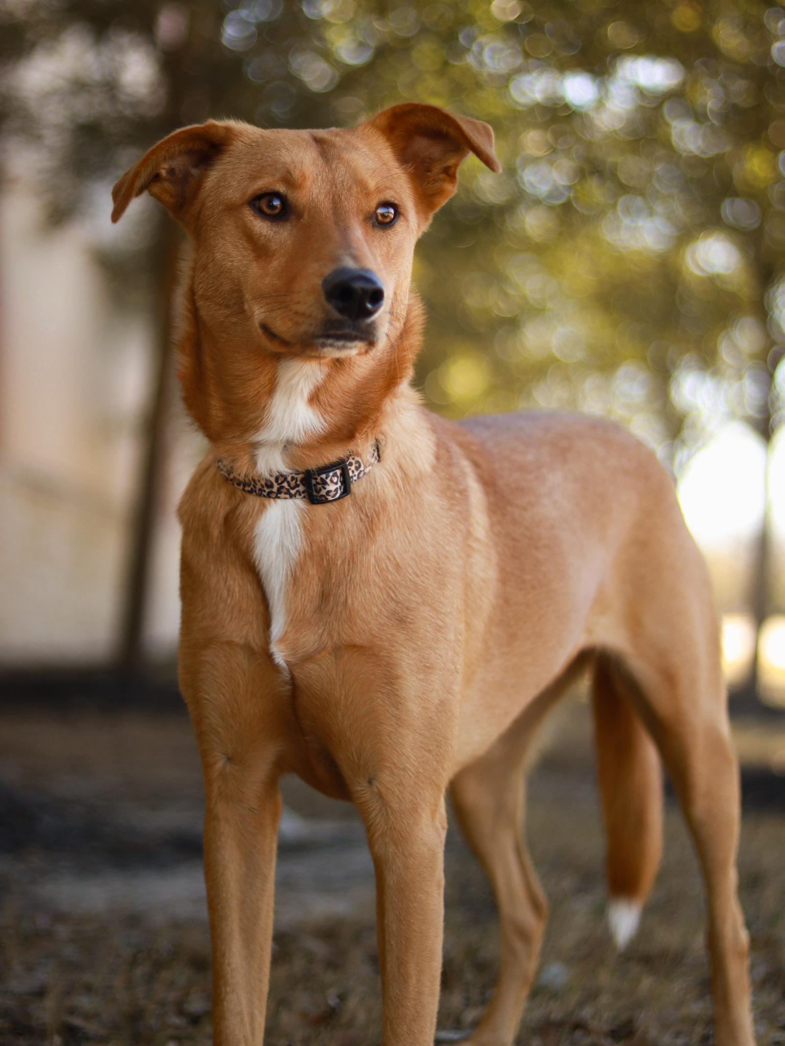 Enlarge June, an adoptable mixed breed in Bryan, TX image 2/5