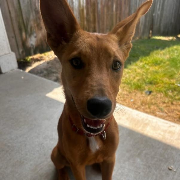 Enlarge June, an adoptable mixed breed in Bryan, TX image 3/6
