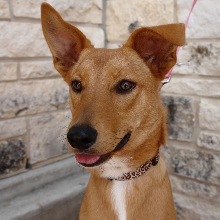 Enlarge June, an adoptable mixed breed in Bryan, TX image 6/6
