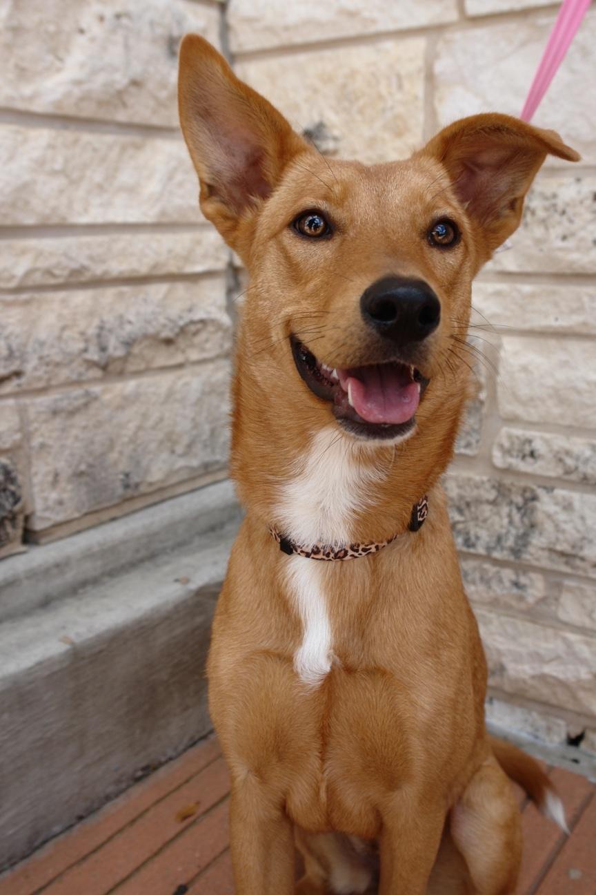 Enlarge June, an adoptable mixed breed in Bryan, TX image 5/6