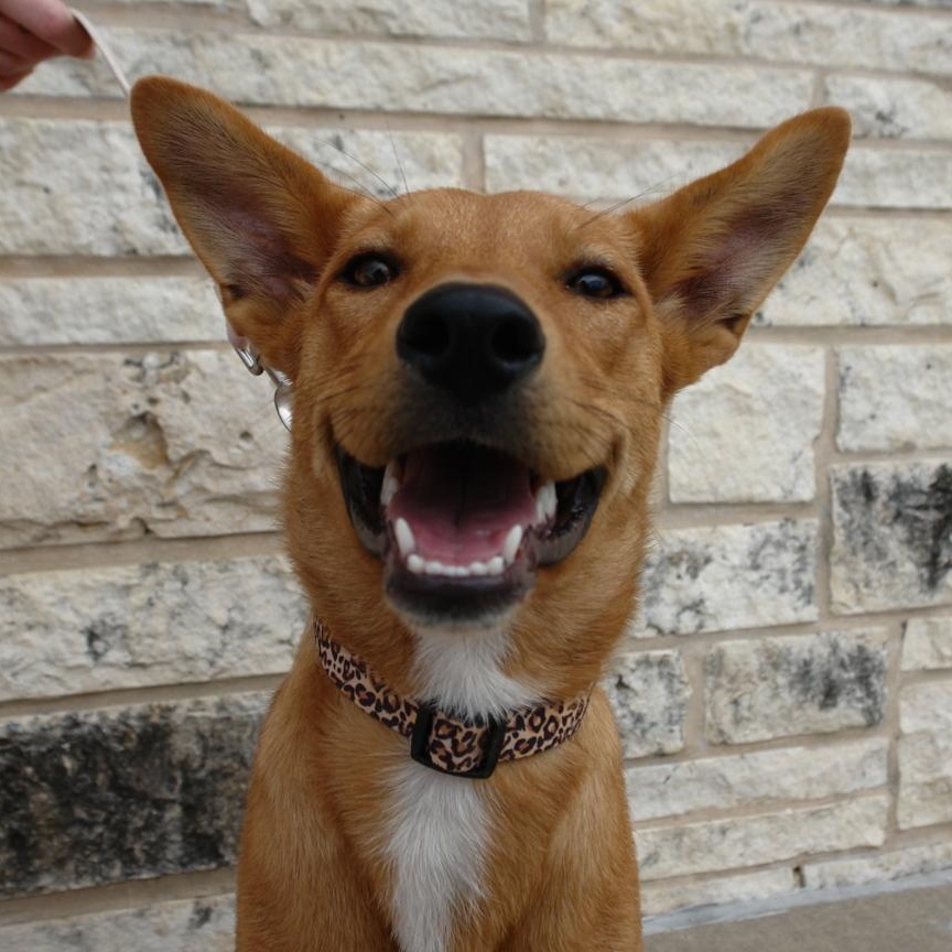 Enlarge June, an adoptable mixed breed in Bryan, TX image 2/6