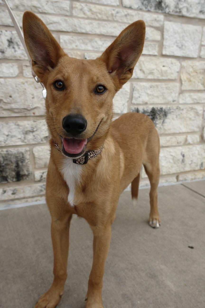 Enlarge June, an adoptable mixed breed in Bryan, TX image 4/6