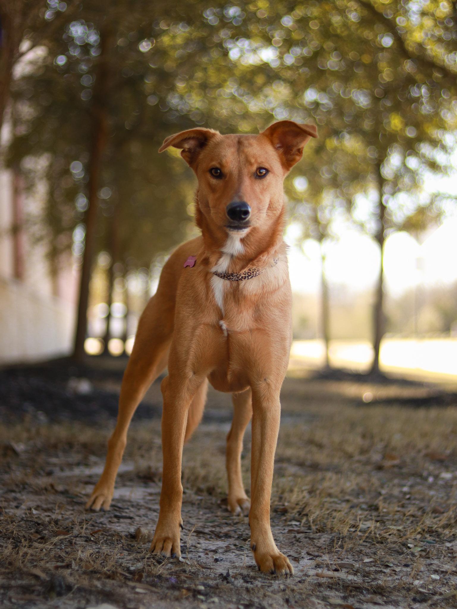 Enlarge June, an adoptable mixed breed in Bryan, TX image 1/5