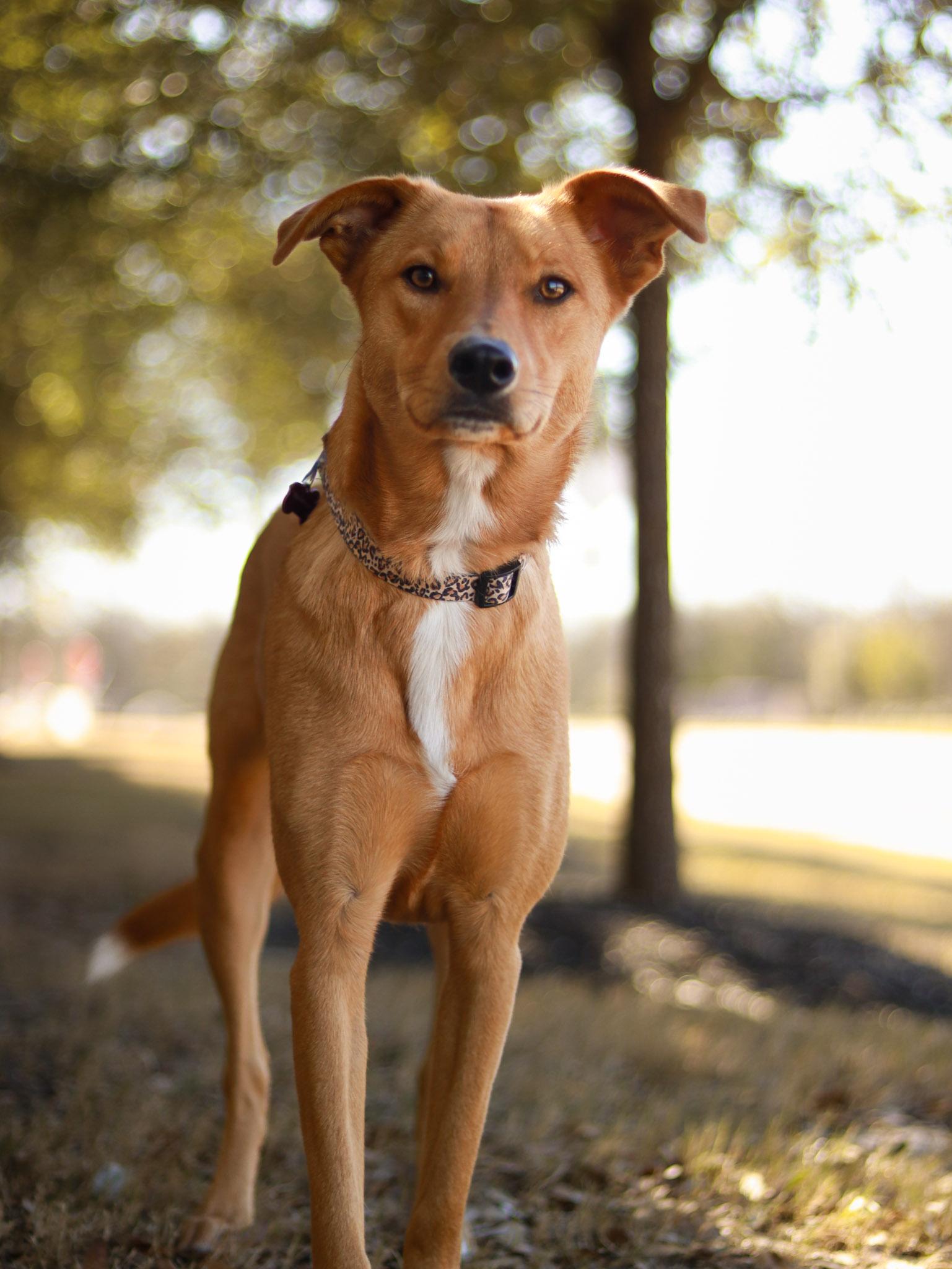 Enlarge June, an adoptable mixed breed in Bryan, TX image 5/5