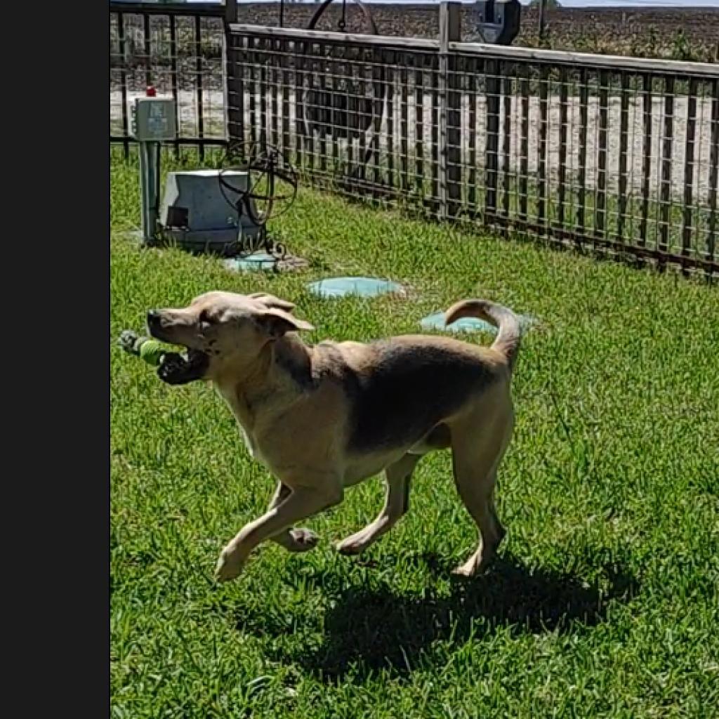 Enlarge Relay, a Adoptable mixed breed in Cheektowaga, NY image 4/6