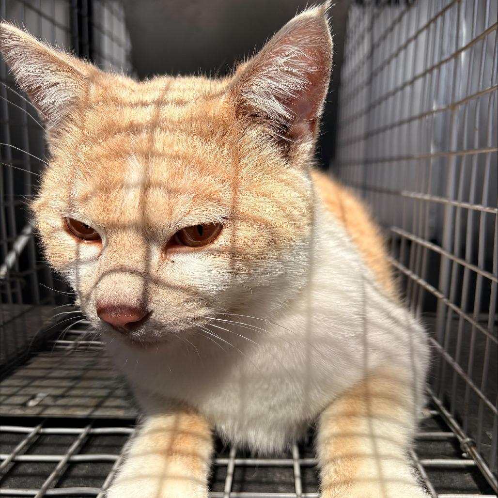 Enlarge RCAA-3889, a Adoptable Domestic Short Hair in Royse City, TX image 1/1