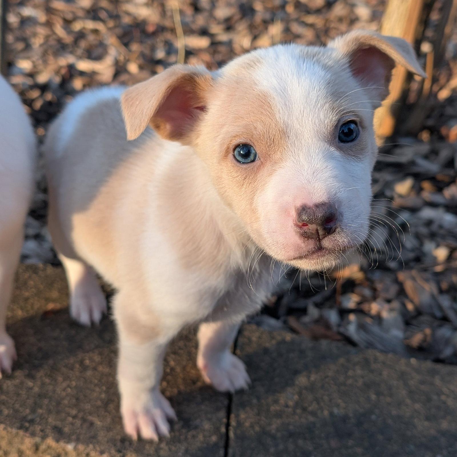Keelan, Adoptable, Puppy Male Australian Cattle Dog / Blue Heeler.
