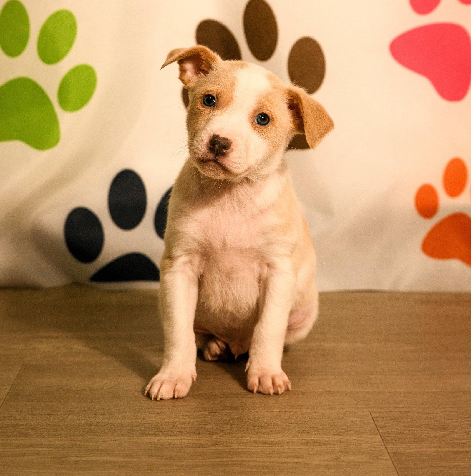 Keelan, a Adoptable Australian Cattle Dog / Blue Heeler in Brooklyn Center, MN image 2/3