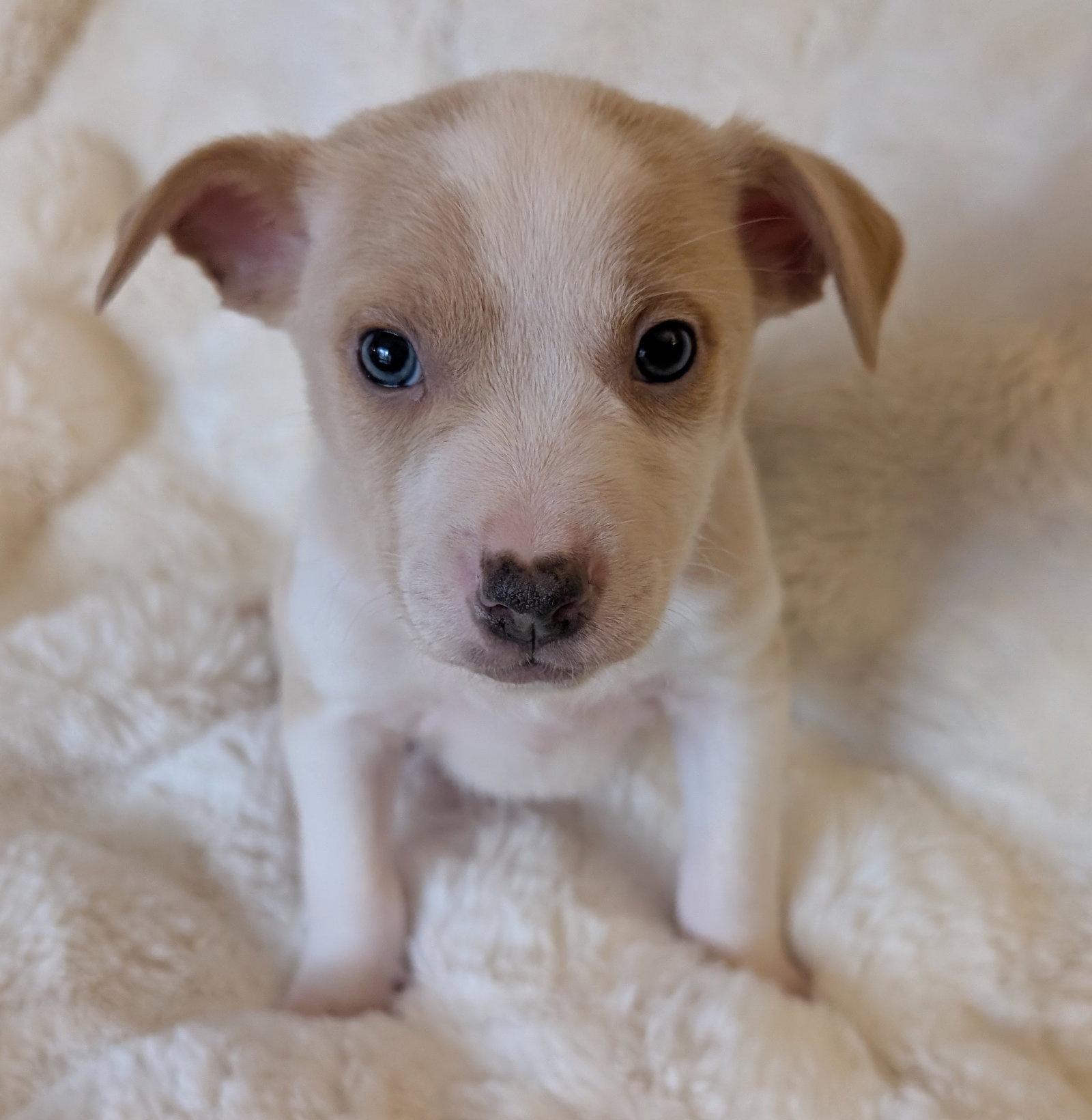 Keelan, a Adoptable Australian Cattle Dog / Blue Heeler in Brooklyn Center, MN image 3/3