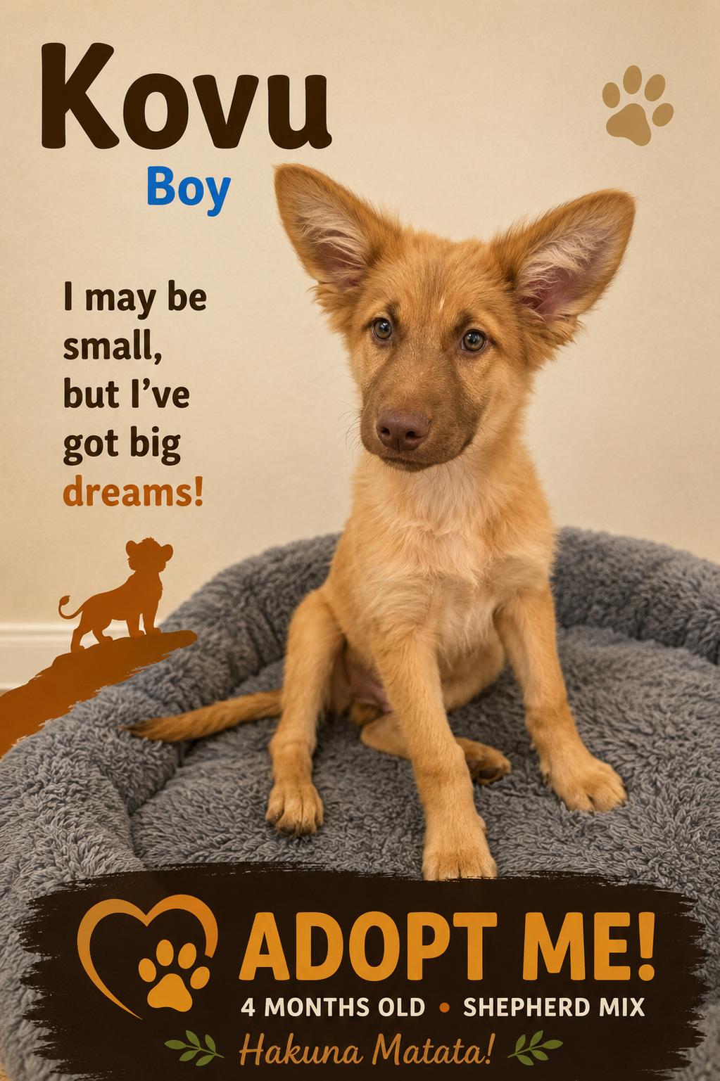 Kovu, an adopted mixed breed in Encinitas, CA image 2/4
