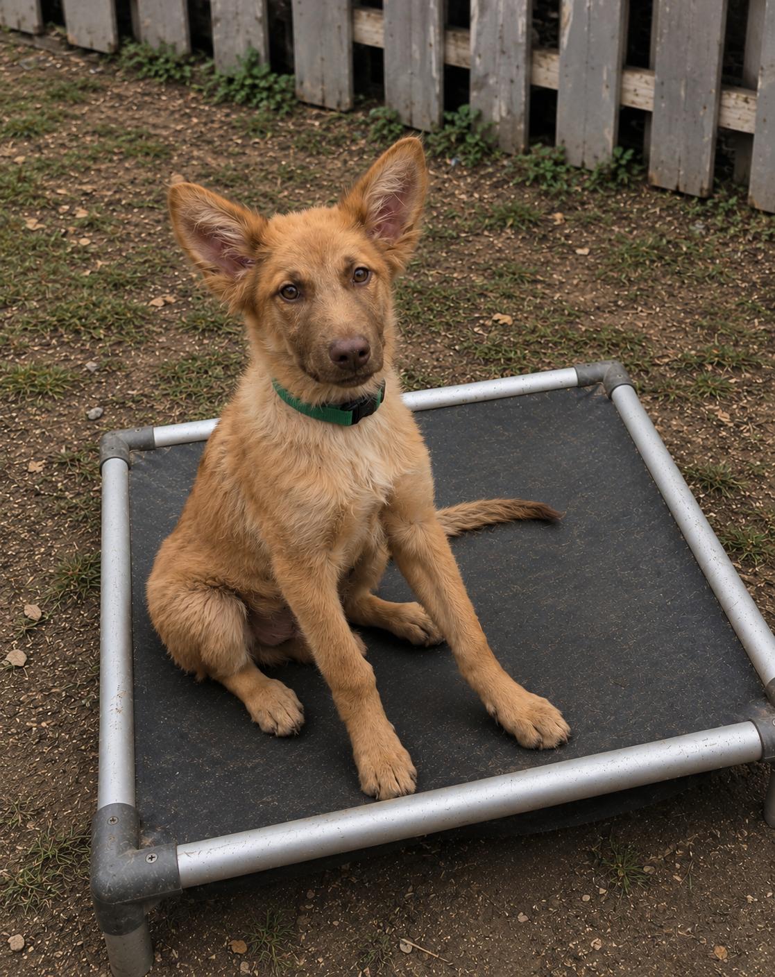 Kovu, an adopted mixed breed in Encinitas, CA image 3/4