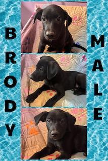 Brody, ADOPTABLE, Puppy Male Labrador Retriever.