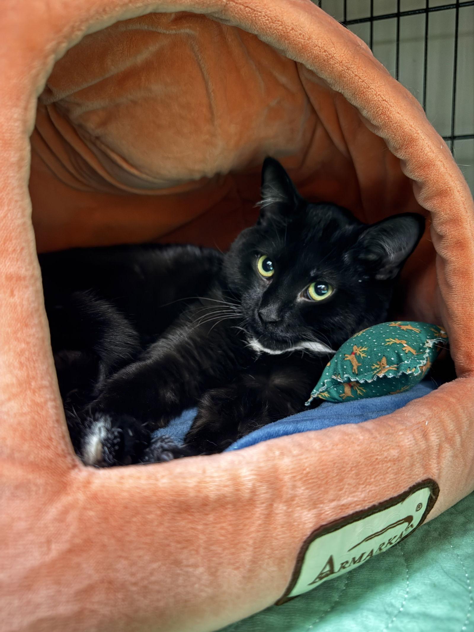 Enlarge Luigi, a Adoptable Domestic Short Hair in Lake Saint Louis, MO image 2/2