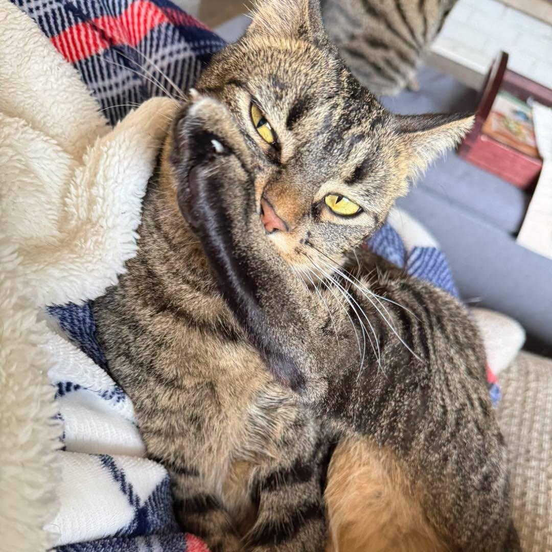 Enlarge Sally, a Adopted Domestic Short Hair in Effingham, IL image 3/4