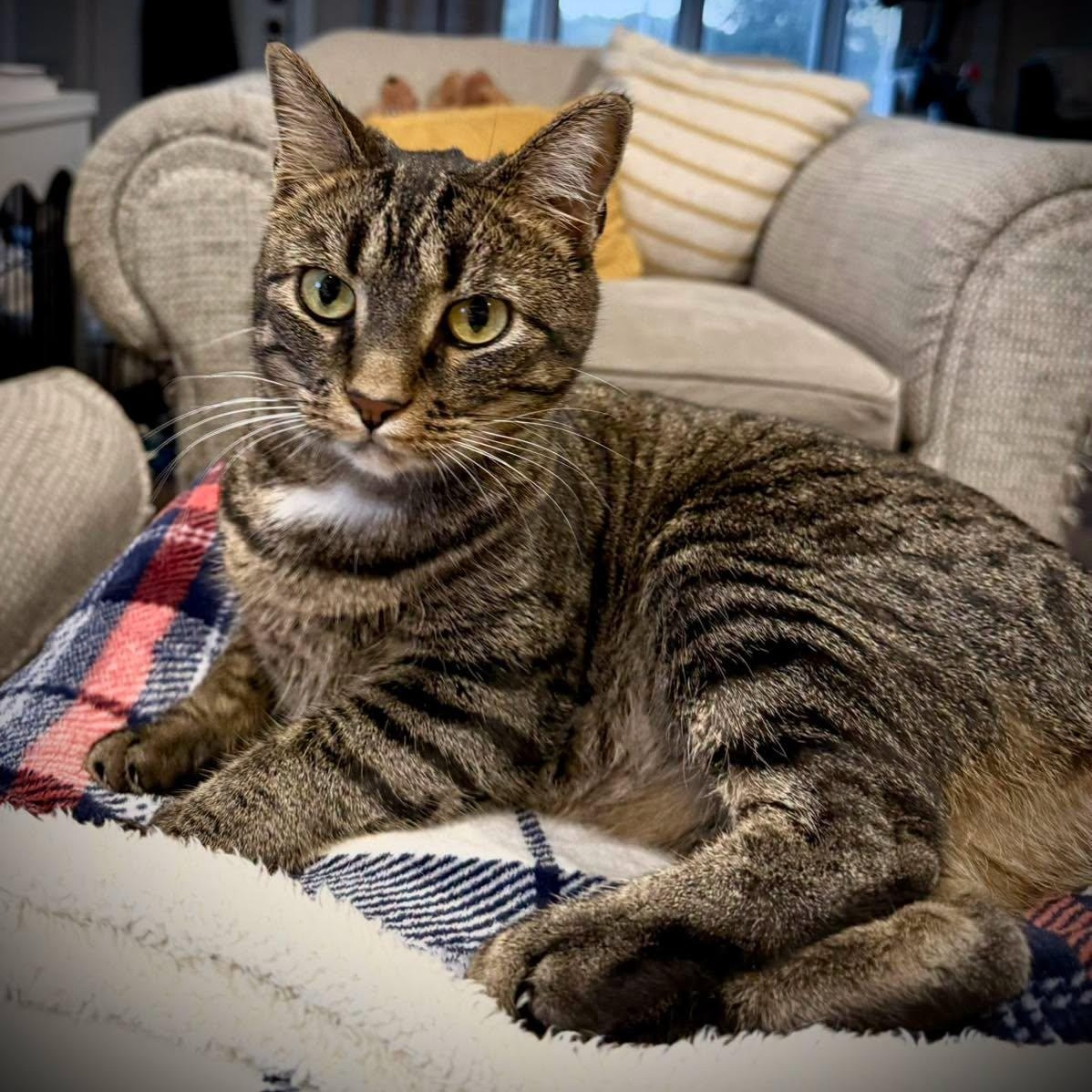 Enlarge Sally, a Adopted Domestic Short Hair in Effingham, IL image 2/4