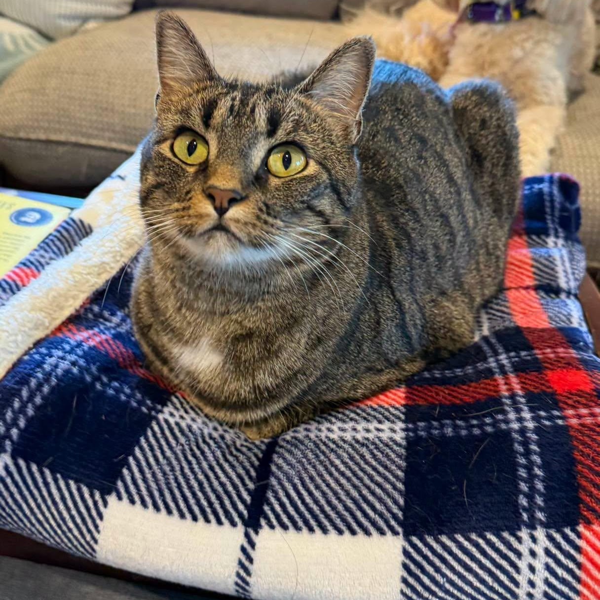 Sally, Adopted, Adult Female Domestic Short Hair.