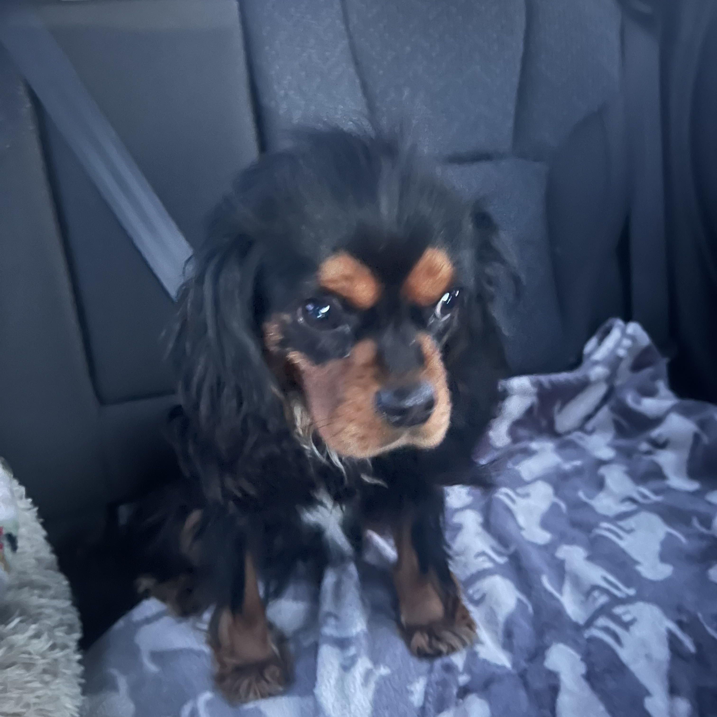 Teddy, adopted, Young Male Cavalier King Charles Spaniel.