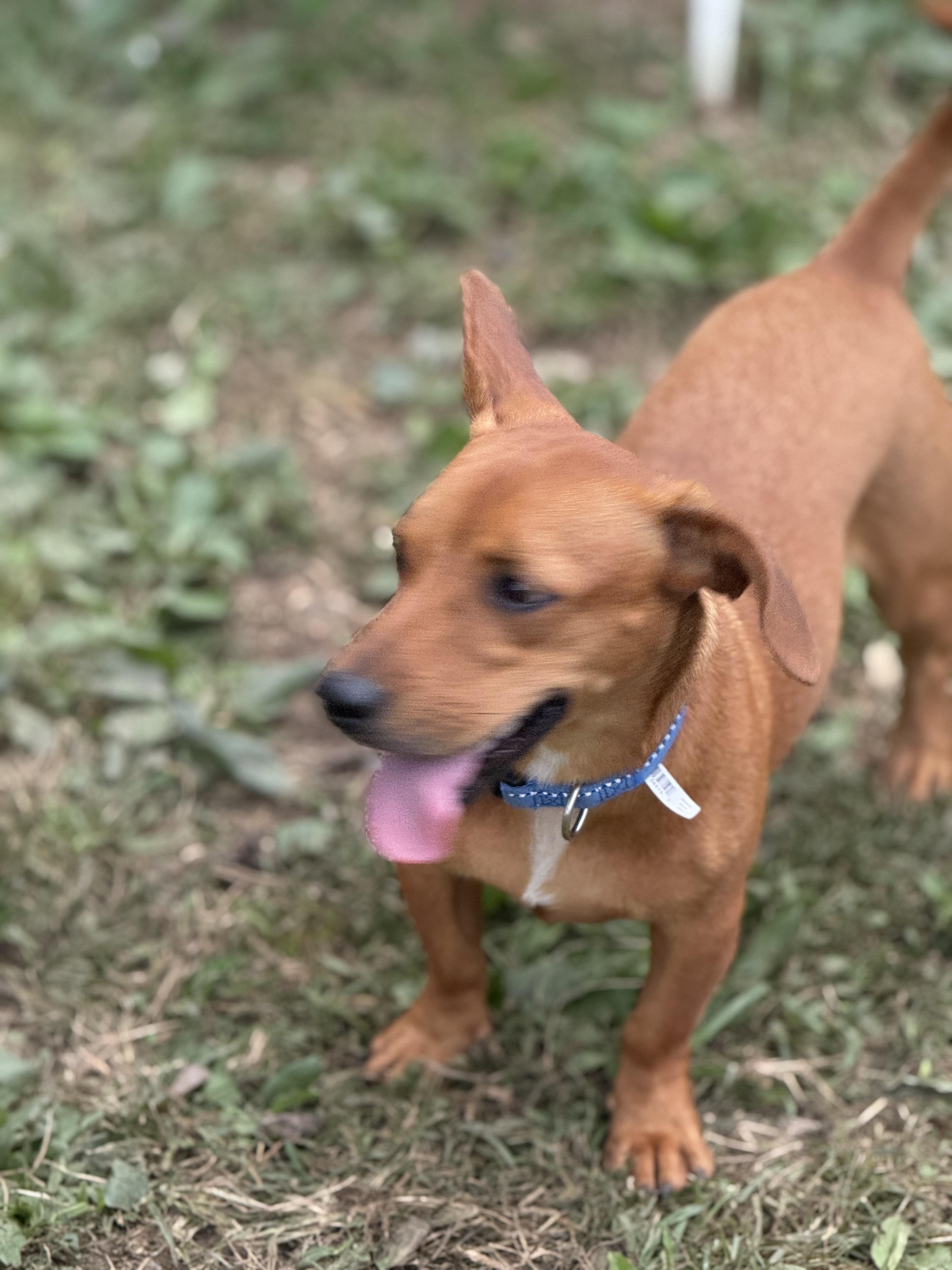 Rolo
