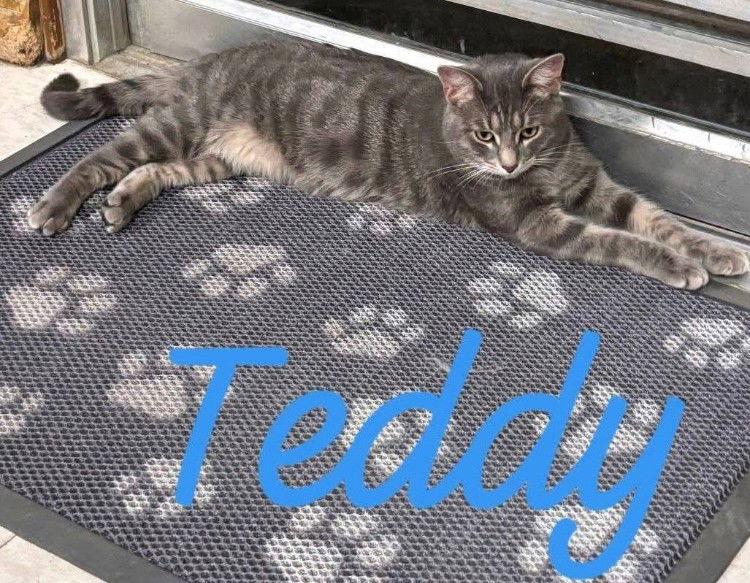 Teddy & Lucky, a Adopted Domestic Short Hair in Milwaukee, WI image 1/3