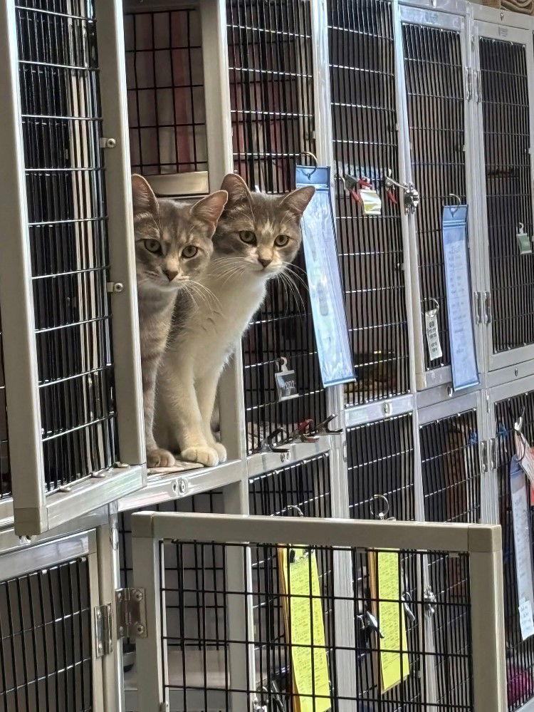 Teddy & Lucky, a Adopted Domestic Short Hair in Milwaukee, WI image 2/3