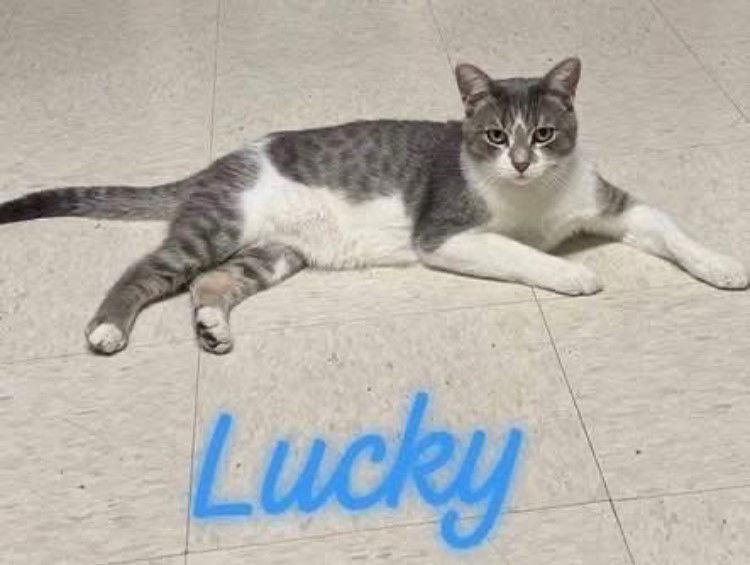 Teddy & Lucky, a Adopted Domestic Short Hair in Milwaukee, WI image 3/3