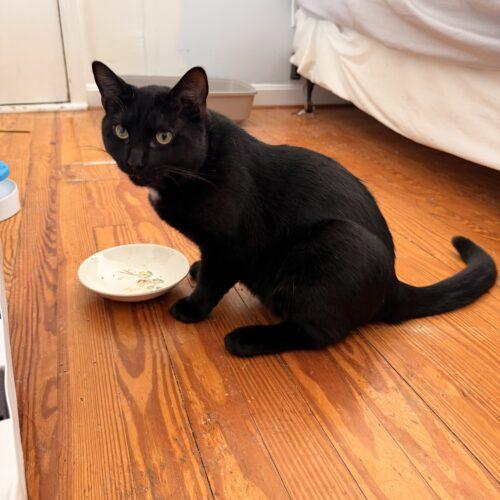 Coco, Adoptable, Young Male Domestic Short Hair.