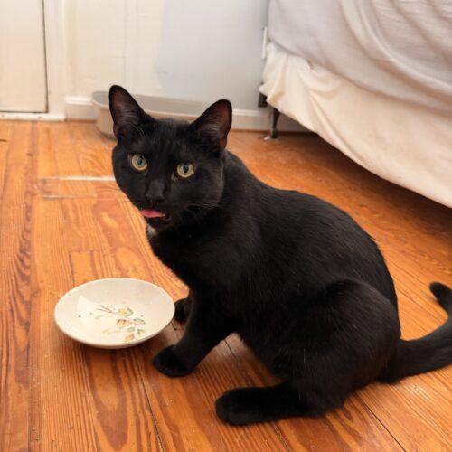 Enlarge Coco, a Adoptable Domestic Short Hair in Gaithersburg, MD image 2/5