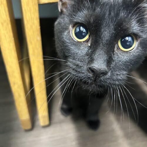 Enlarge Coco, a Adoptable Domestic Short Hair in Gaithersburg, MD image 3/5