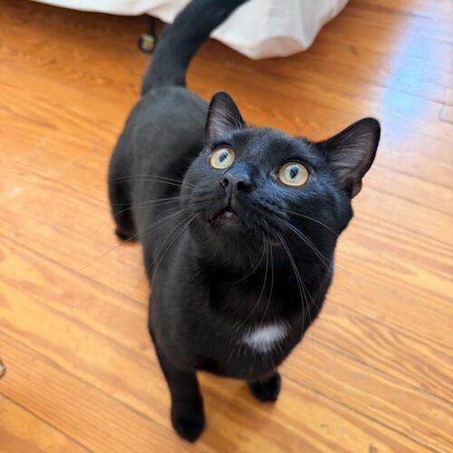 Enlarge Coco, a Adoptable Domestic Short Hair in Gaithersburg, MD image 4/5