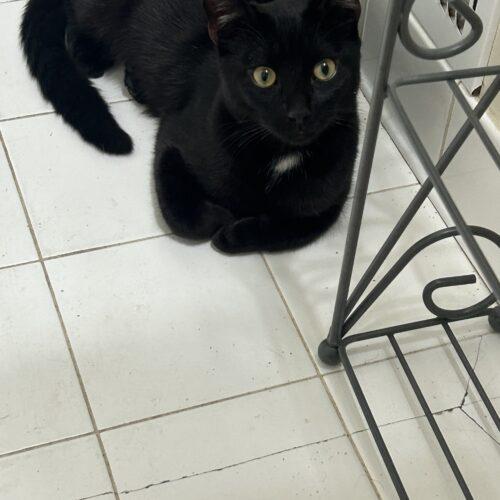 Enlarge Coco, a Adoptable Domestic Short Hair in Gaithersburg, MD image 5/5