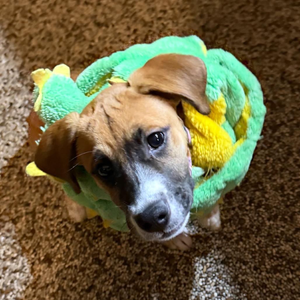 Daphne, Adoptable, Puppy Female Boxer & Beagle.