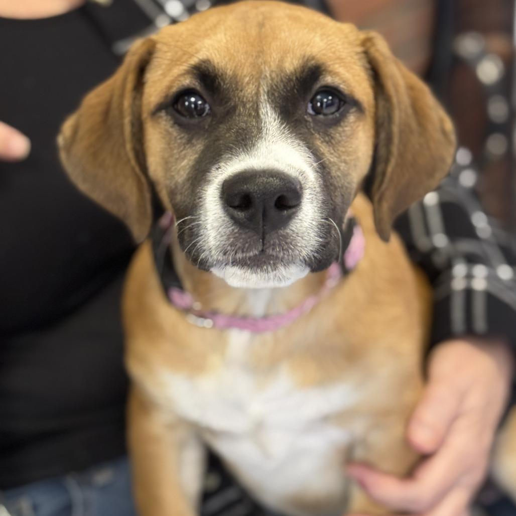 Daphne, a Adoptable mixed breed in Fresno, CA image 1/4