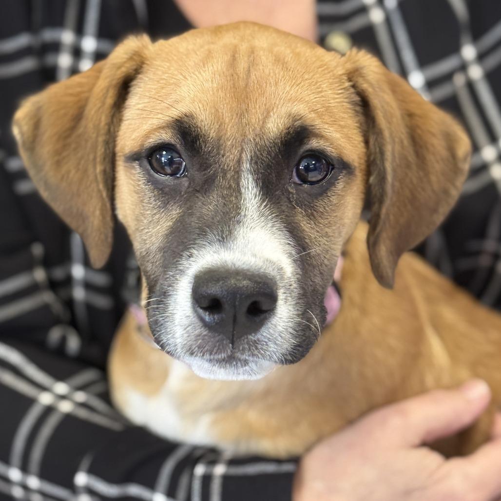 Daphne, a Adoptable mixed breed in Fresno, CA image 2/4